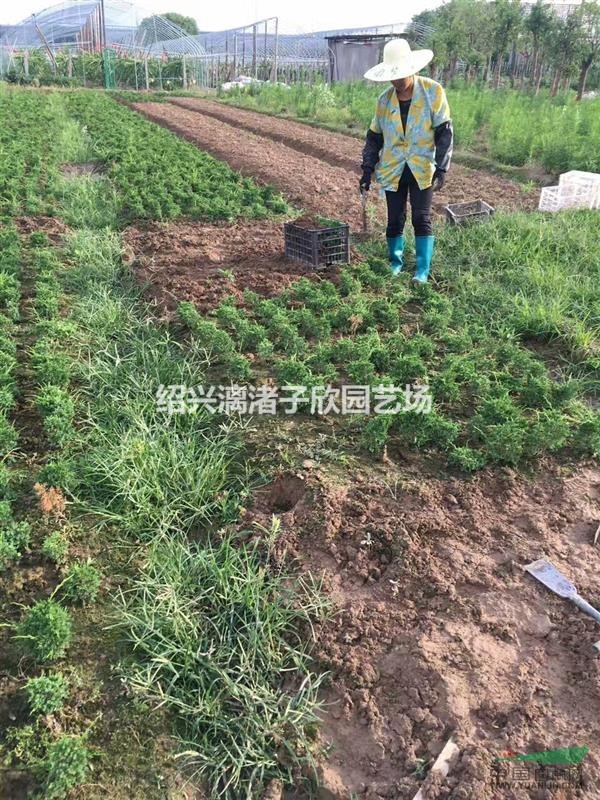 精品濟州真柏3年苗 