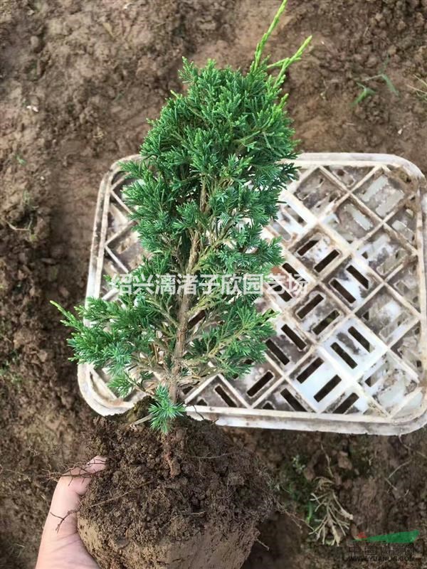 精品濟州真柏3年苗 
