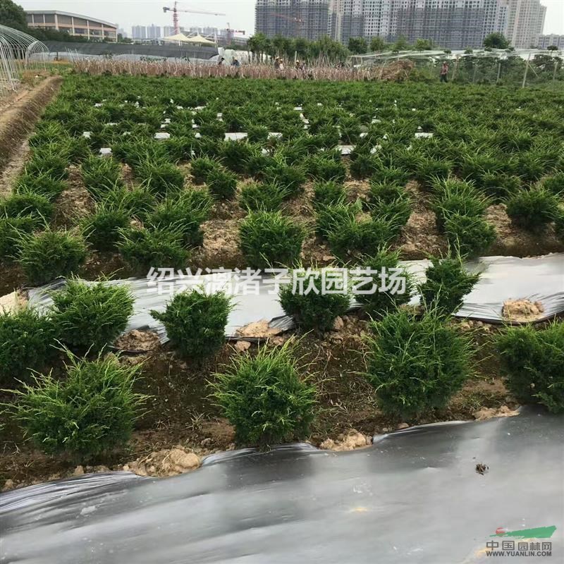精品濟州真柏7年苗