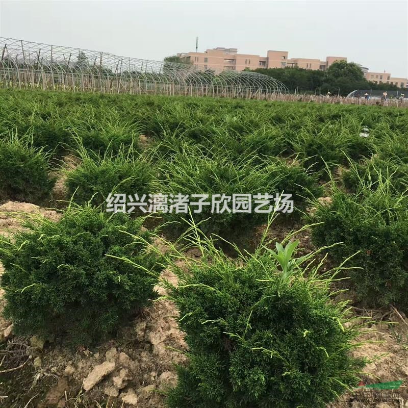 精品濟州真柏7年苗