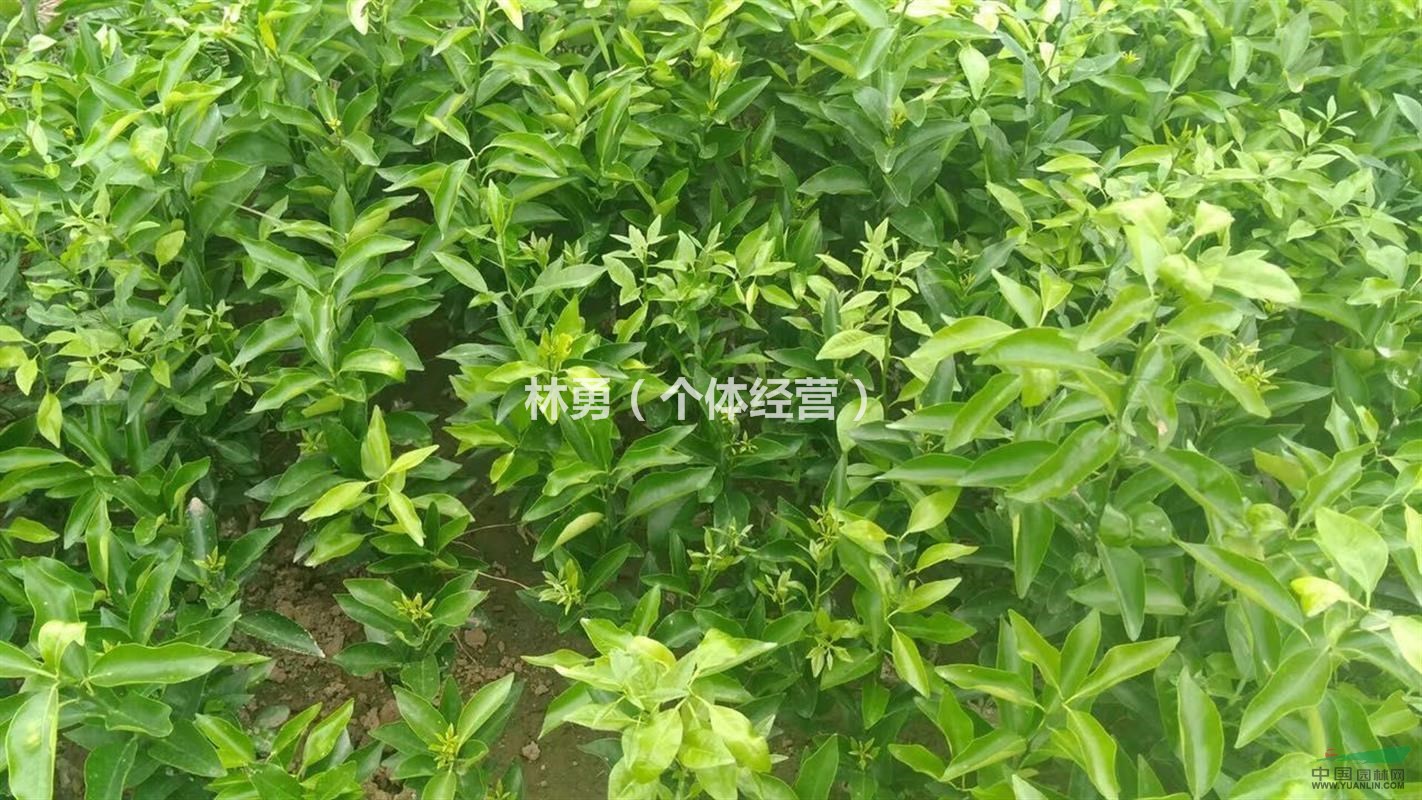 四川資陽供應(yīng)優(yōu)質(zhì)香橙苗 量大價優(yōu)