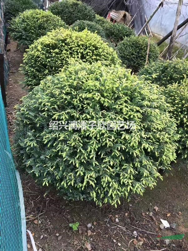 精品紅豆杉球 冠副80厘米至1.5米