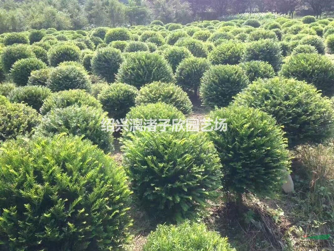 精品紅豆杉球 冠副80厘米至1.5米