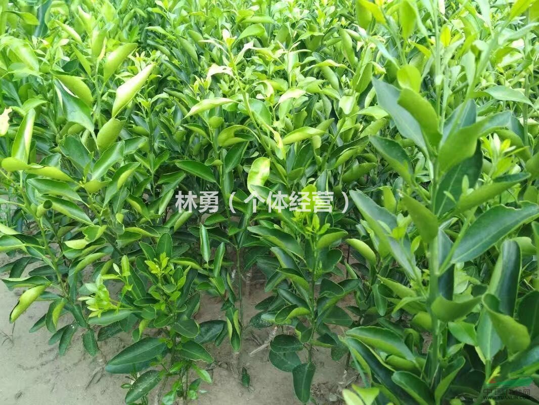 雁江區(qū)供應香橙苗 柑桔苗 香橙苗批發(fā)