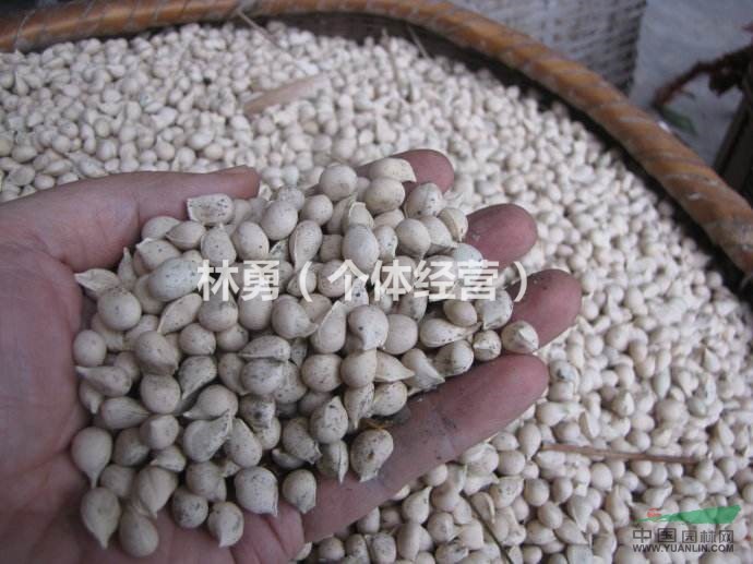 供應(yīng)大量香橙種子 香橙仔 有需要聯(lián)系