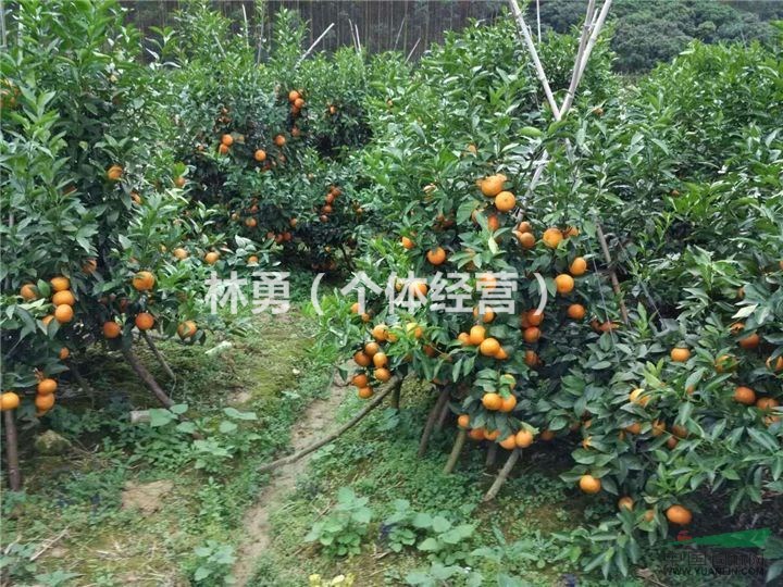 四川資陽供應(yīng)大量沃柑 沃柑苗 雜交柑