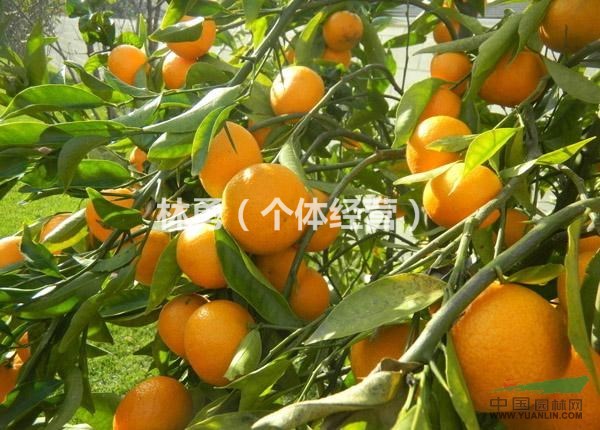四川資陽供應(yīng)不知火，凸頂柑，丑柑，丑八怪