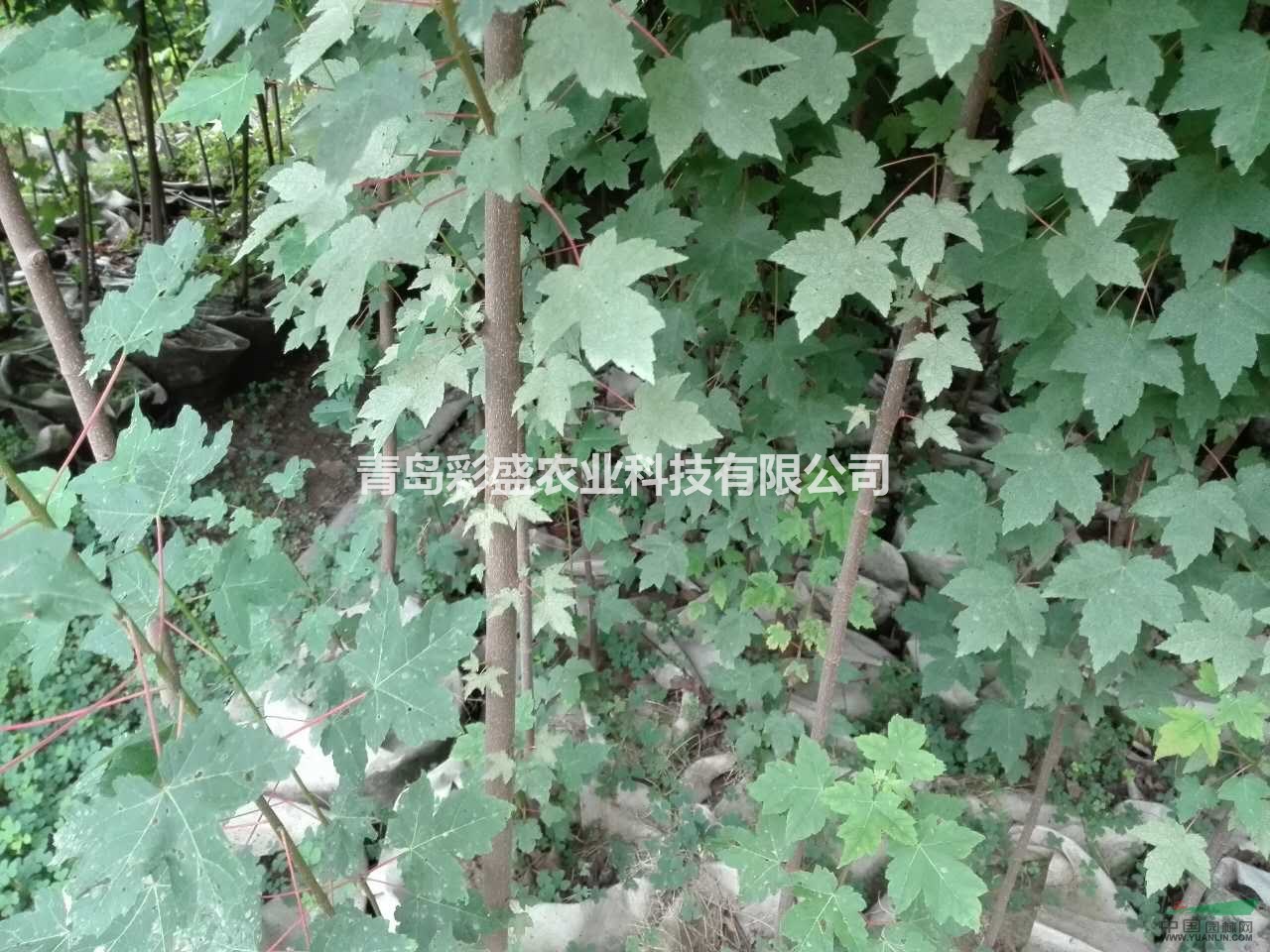 美國(guó)紅楓（紅點(diǎn)），容器苗，高2-3米、地徑2公分左右 