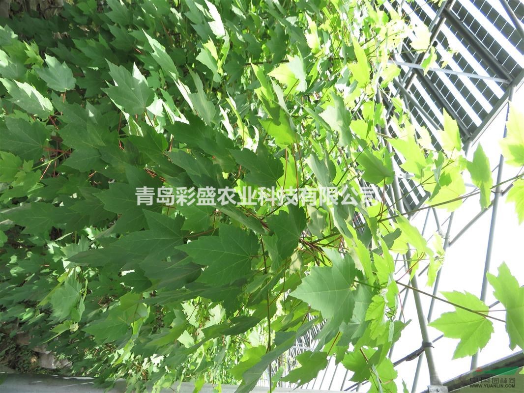 美國(guó)紅楓（紅點(diǎn)），容器苗，高2-3米、地徑2公分左右 