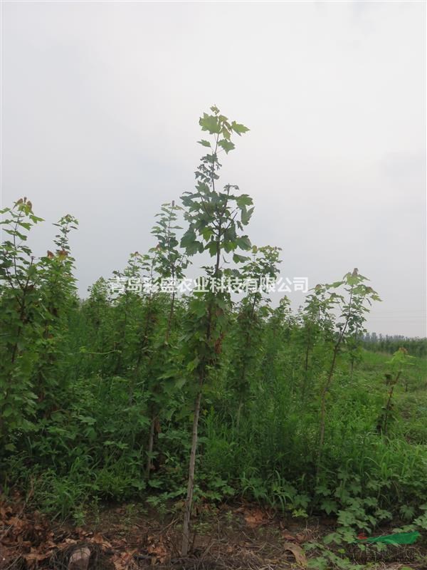 美國(guó)紅楓（紅點(diǎn)），大田苗，高2-3米、地徑2公分   