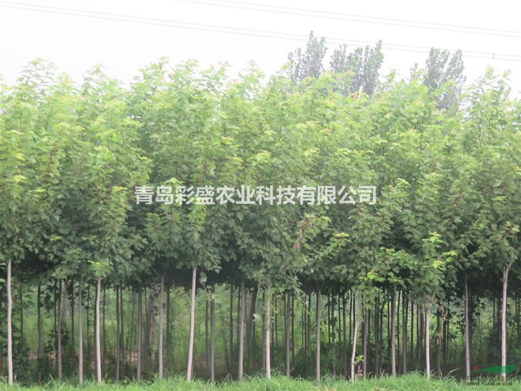 美國(guó)紅楓（秋火焰），大田苗，高3米，地徑4公分
