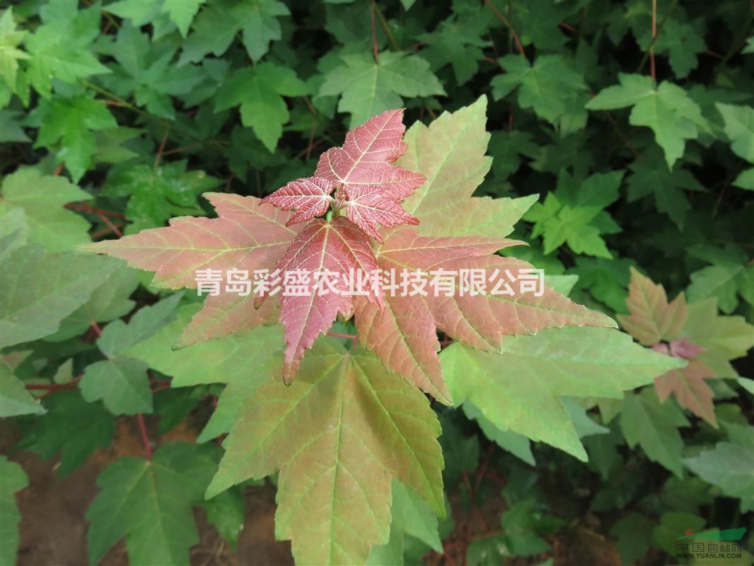 美國紅楓（十月光輝），容器苗，高1米