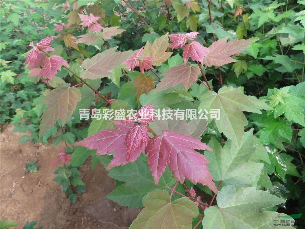 美國紅楓（十月光輝），容器苗，高1米