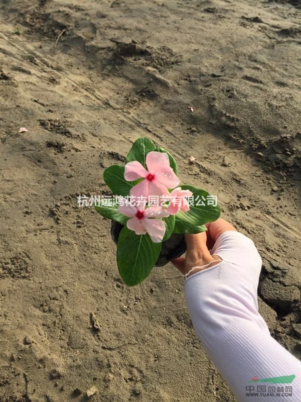 長(zhǎng)春花 粉紅 自有基地各種時(shí)令草花出售