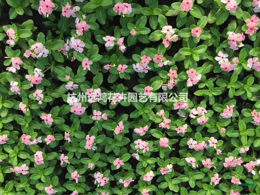 長(zhǎng)春花 粉紅 自有基地各種時(shí)令草花出售