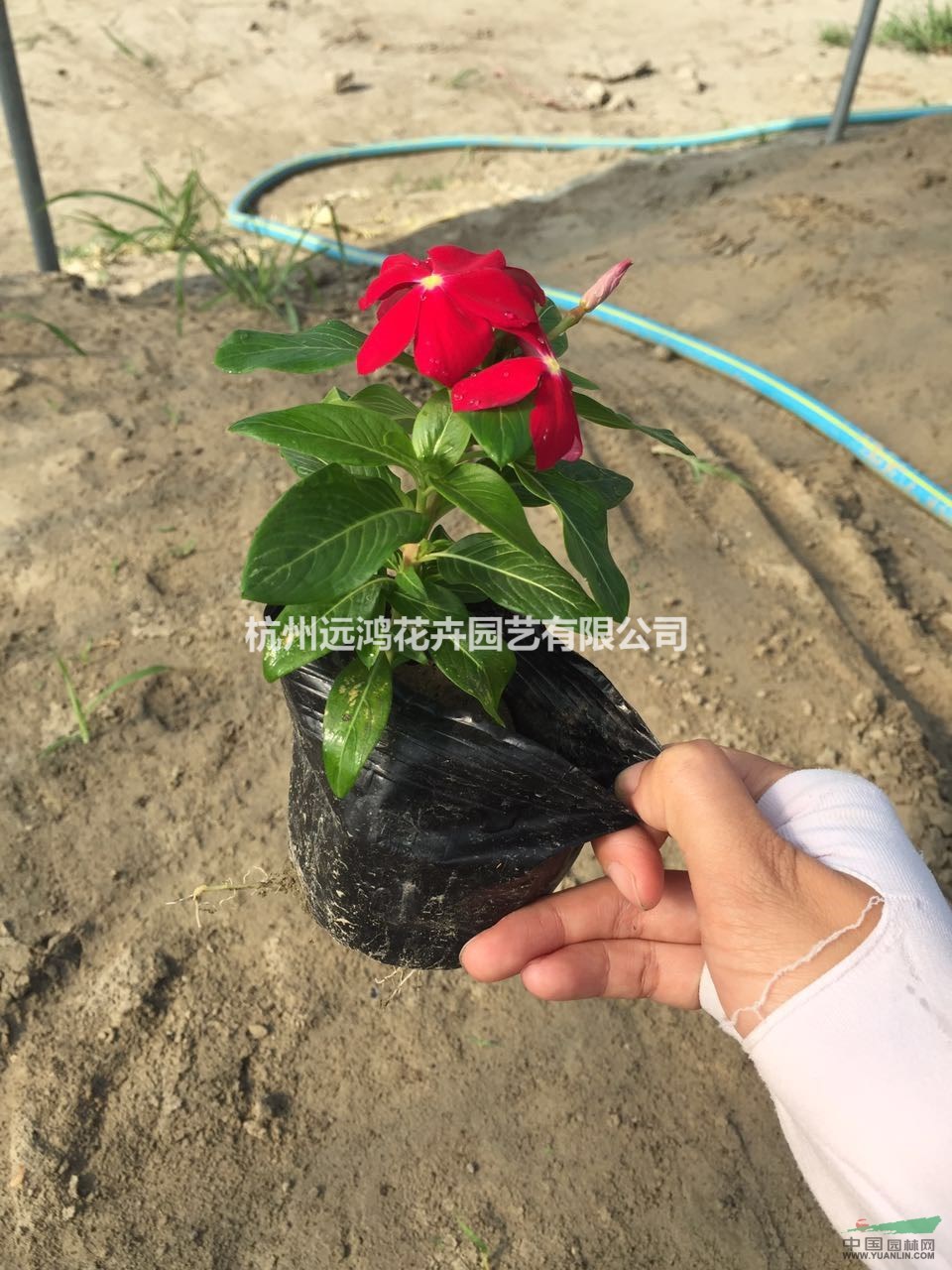 長春花 大紅色 自有基地各種時(shí)令草花出售