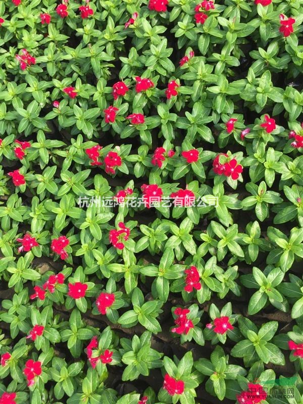 長春花 大紅色 自有基地各種時(shí)令草花出售