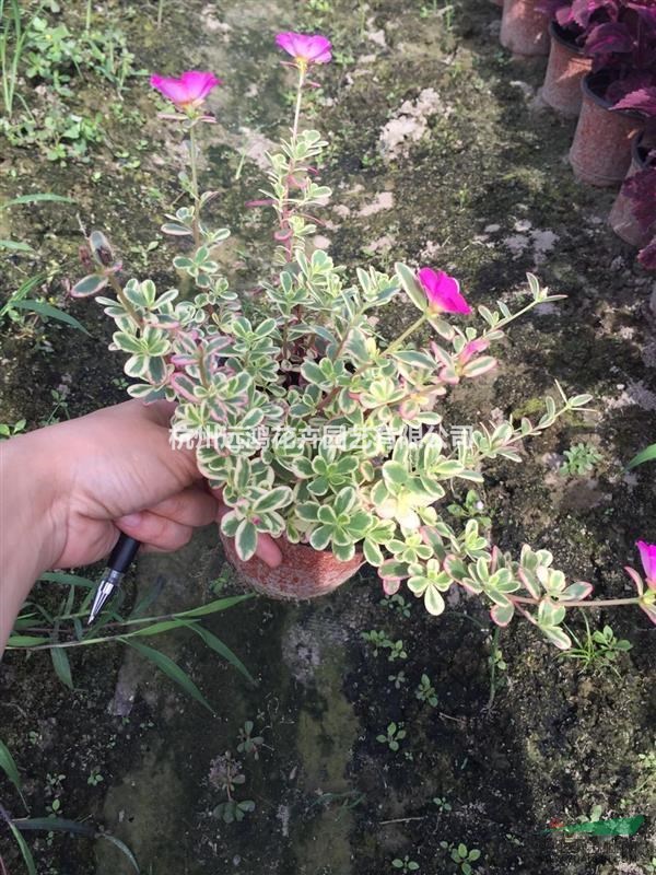 太陽花 金邊太陽花 盆裝 混色 自有基地各種時令草花出售