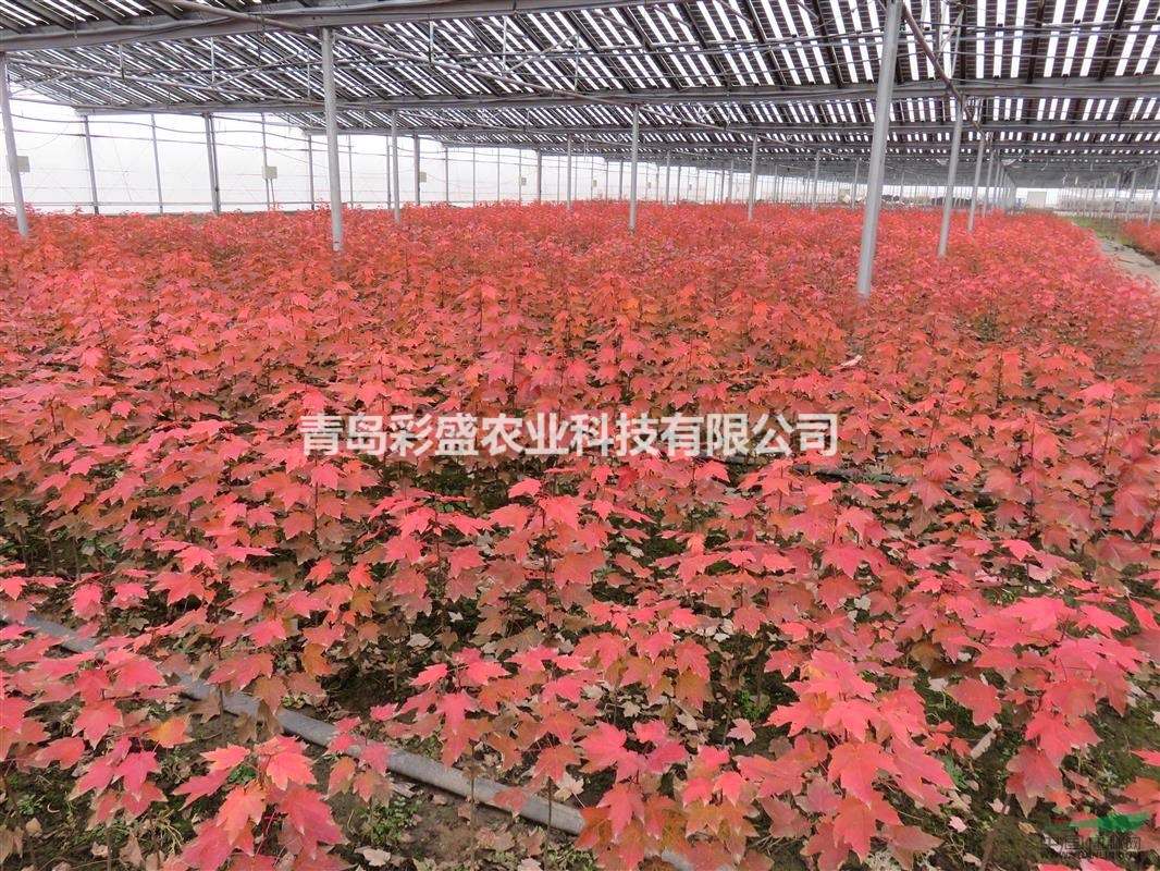 美國紅楓（十月光輝），大田苗，2-3米高、地徑2-3公分左右