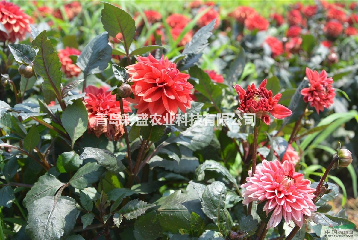 大麗花，大田苗，高70公分，冠幅40公分