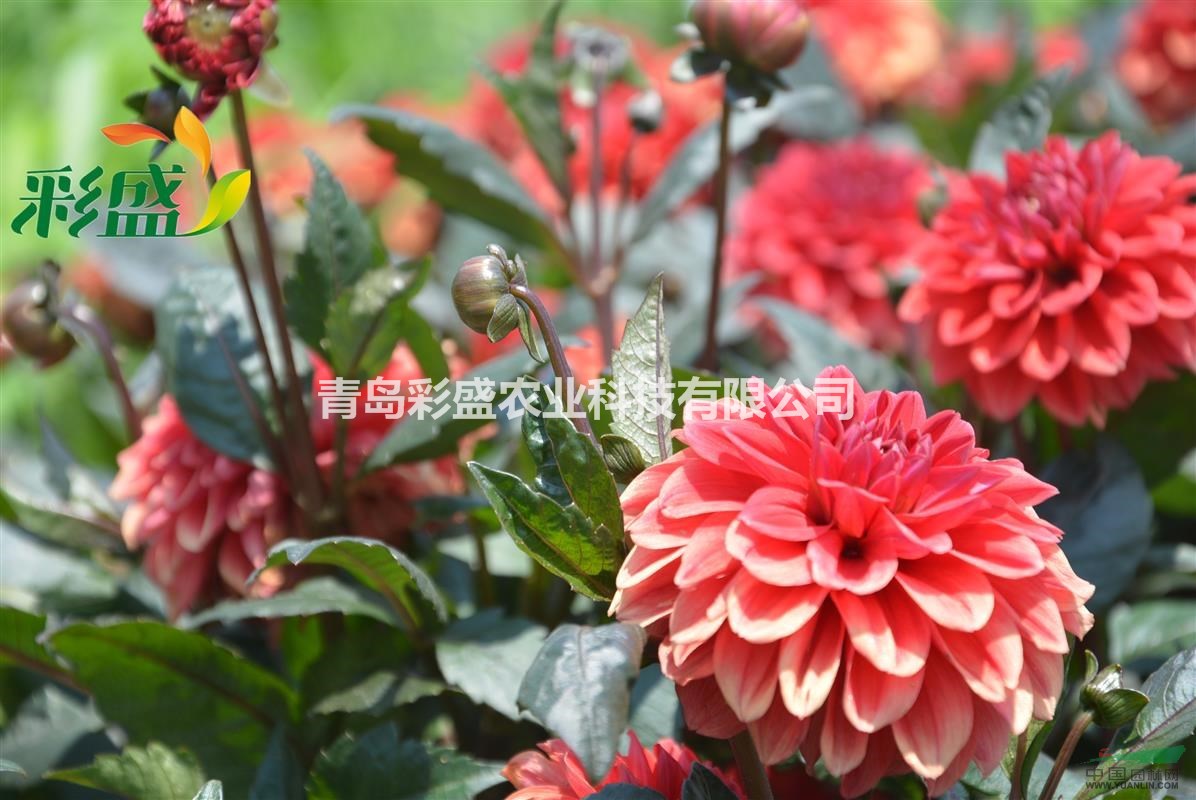 大麗花，大田苗，高70公分，冠幅40公分