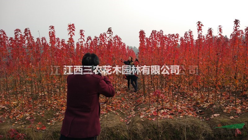 2017美國改良紅楓品種夕陽紅楓經(jīng)典彩葉樹種 改良紅楓價格