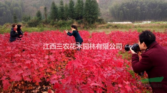 2017紅楓小苗價格 紅楓樹多少錢一棵