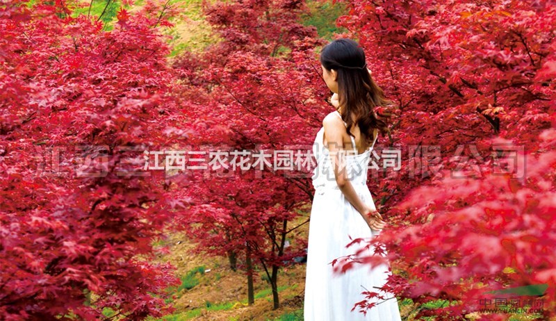 2017紅楓小苗價格 紅楓樹多少錢一棵