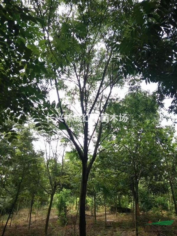 浙江提供16公分无患子