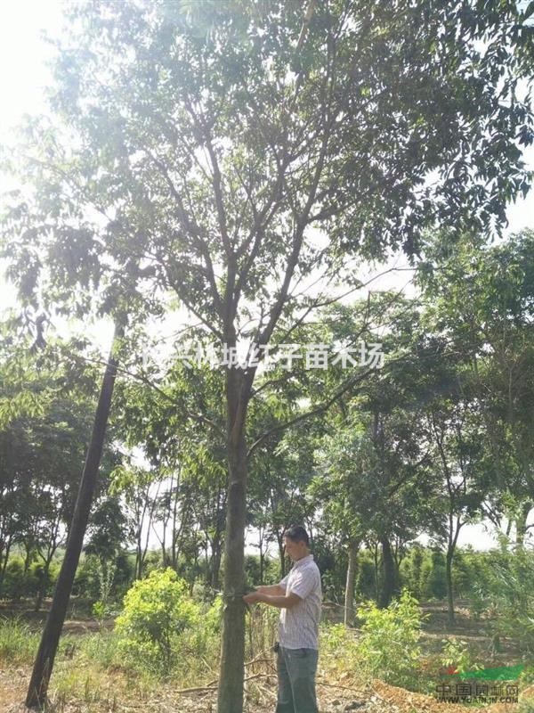 浙江提供16公分无患子