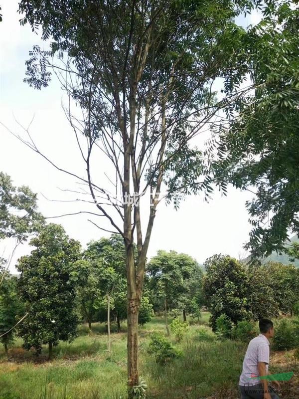 长兴提供无患子