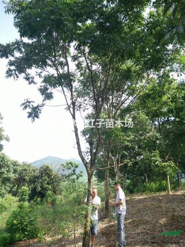 长兴提供无患子