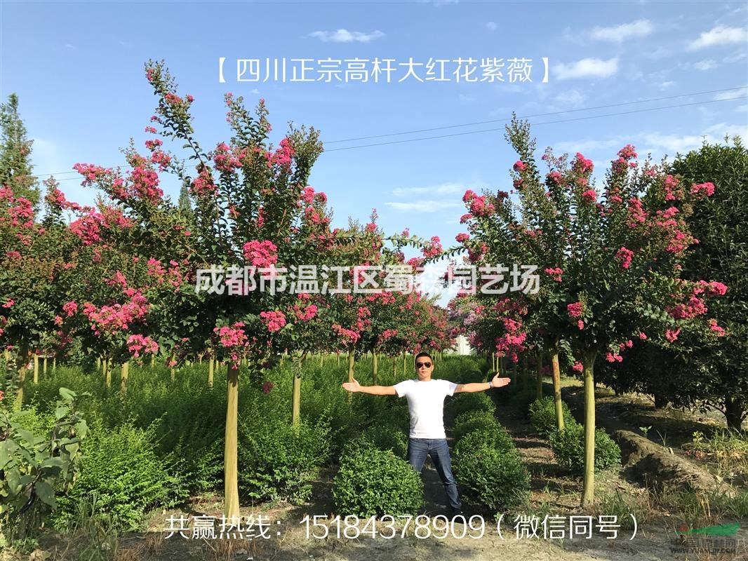 四川正宗高桿大紅花紫薇-四川成都溫江高桿大紅花紫薇