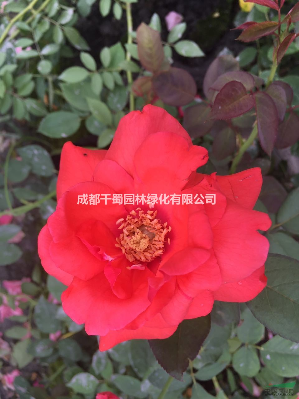月季種植基地.藤本月季種植.買大花月季到四川成都千蜀園林