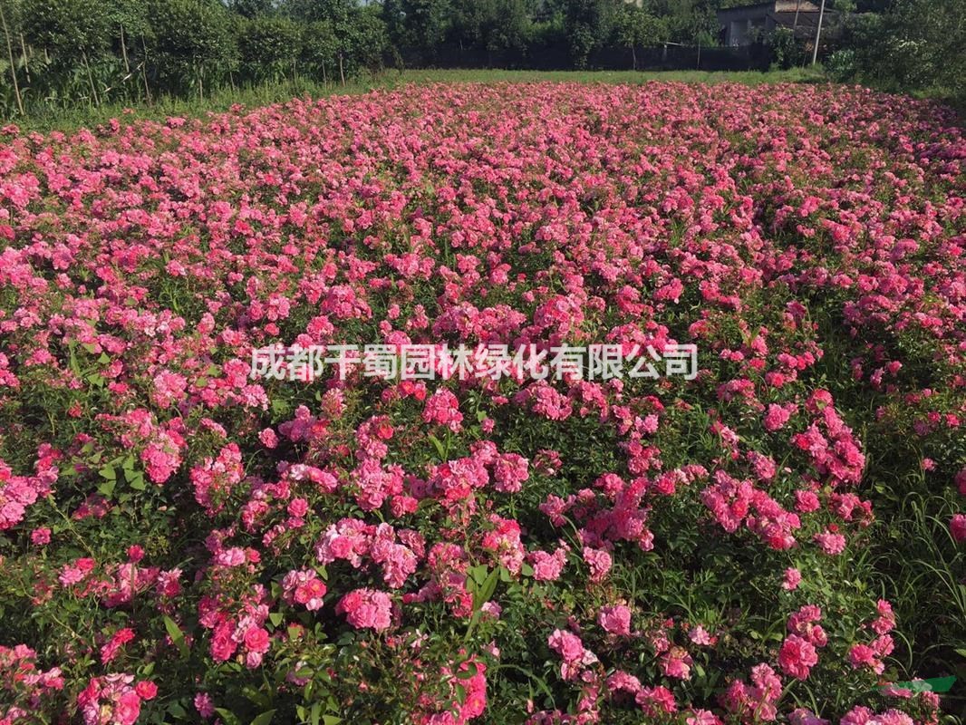 月季種植基地.藤本月季種植.買大花月季到四川成都千蜀園林
