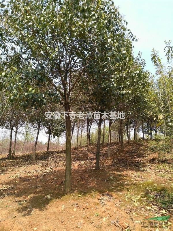 安徽廣德供應(yīng)10-15大葉女貞，小骨架移栽5年精品苗。