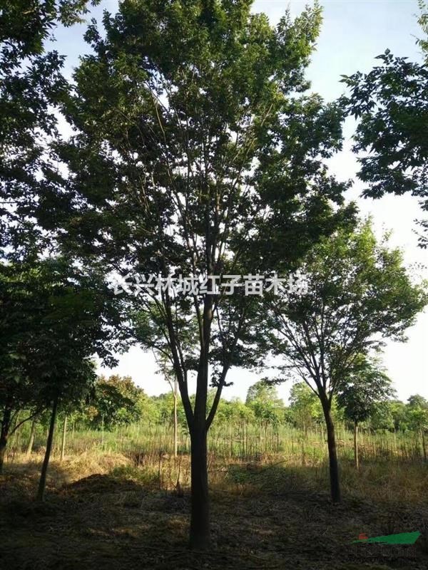 浙江长兴提供20红榉树