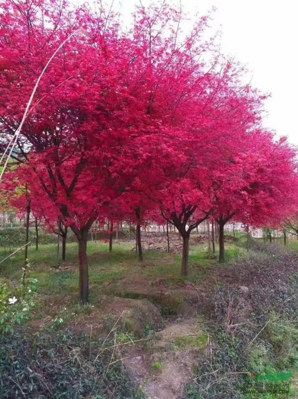 日本紅楓小苗，日本紅楓大苗，黃槐