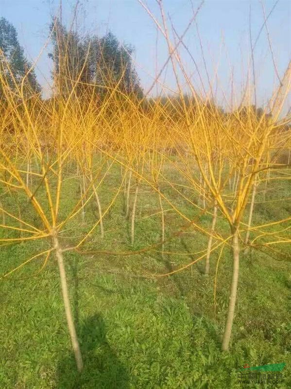 日本紅楓小苗，日本紅楓大苗，黃槐