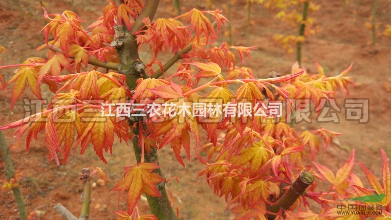 橙之夢價格 正宗2公分3公分4公分日本紅楓橙之夢
