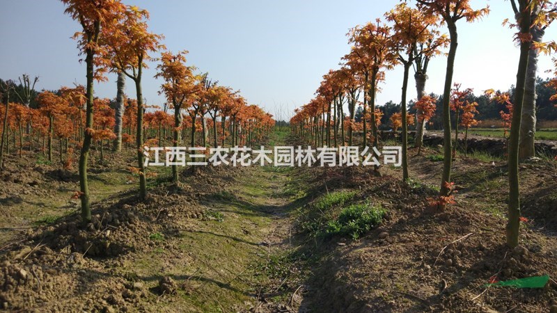 橙之夢價格 正宗2公分3公分4公分日本紅楓橙之夢