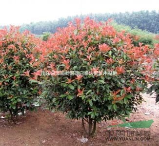 山東菏澤紅葉石楠基地山東菏澤紅葉石楠苗圃石楠樹石楠球石楠苗