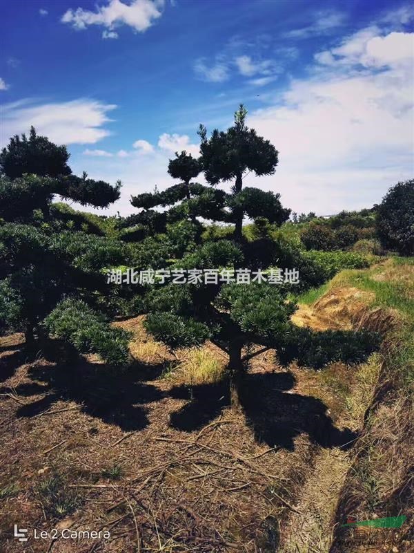 湖北咸宁艺家百年苗木基地供应10-15公分造型罗汉松