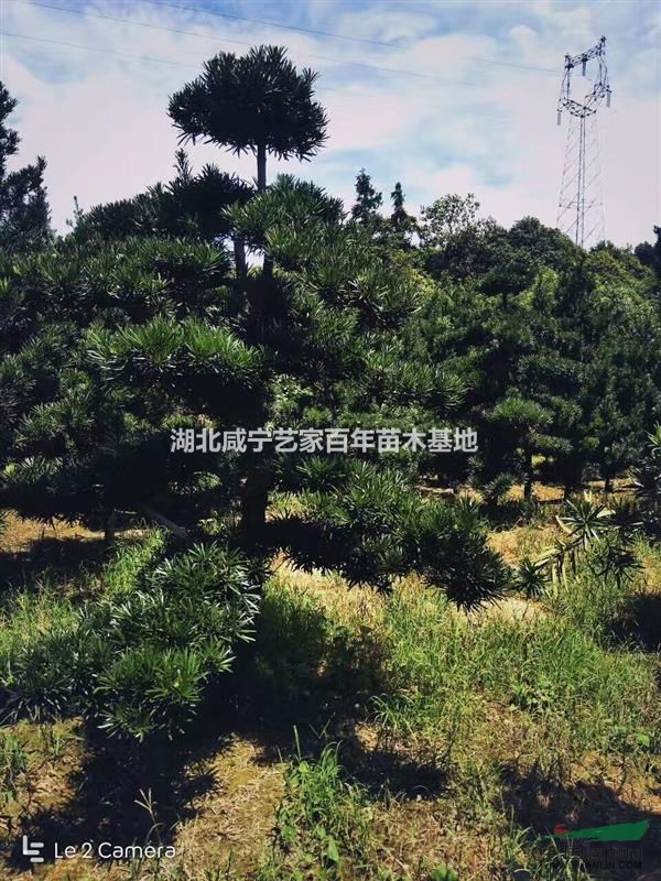 湖北咸宁艺家百年苗木基地供应10-15公分造型罗汉松