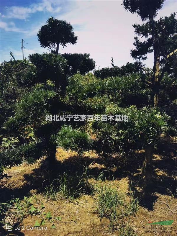 湖北咸宁艺家百年苗木基地供应10-15公分造型罗汉松