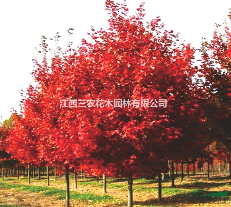 美國紅楓小苗 什么品種紅楓好看 哪個品種艷麗