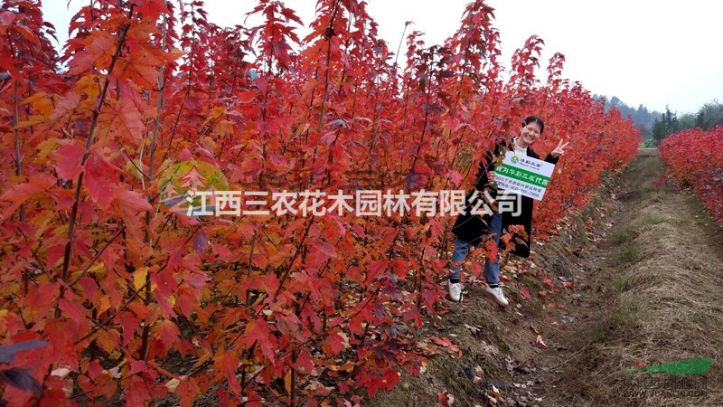 美國紅楓小苗 什么品種紅楓好看 哪個品種艷麗