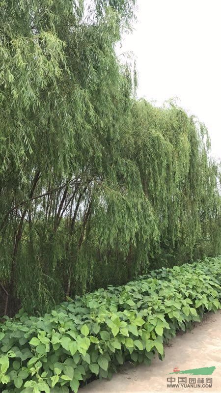 江蘇地區(qū)供應(yīng)5～6公分垂柳