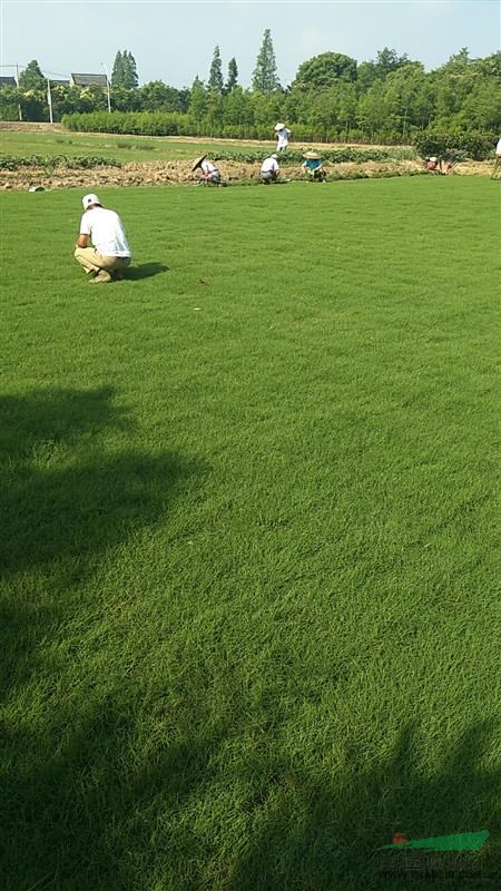草皮