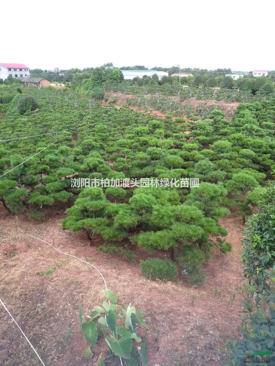 湖南黑松，造型黑松，長沙黑松，造型黑松，柏加黑松，造型黑松批